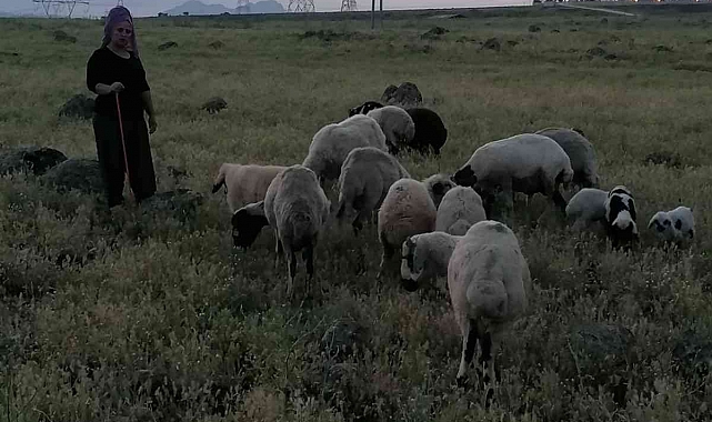 Köpeklerin saldırısına uğrayan 3 koyun telef oldu