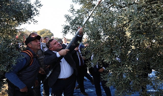 Mudanya'da zeytin hasadı başladı