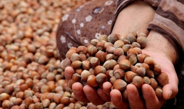 Ordu'da fındık alımları devam ediyor