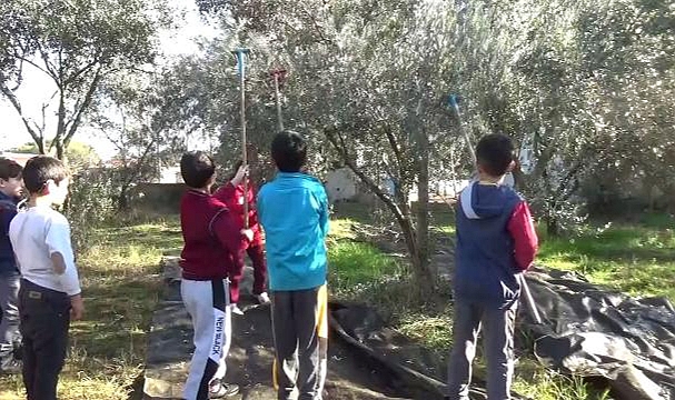 Anne babaları dikti, çocukları hasat yaptı