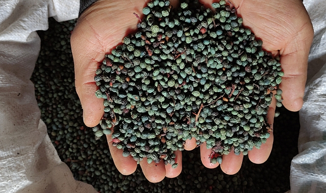 Bursa'da ormandan toplanan meyvenin yağının kilosu 500 lira
