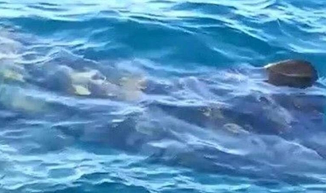 Edremit Körfezi’nde köpek balığı paniği