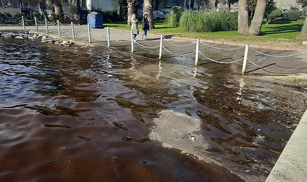 İzmit Körfezi alg patlamasıyla kahverengiye büründü