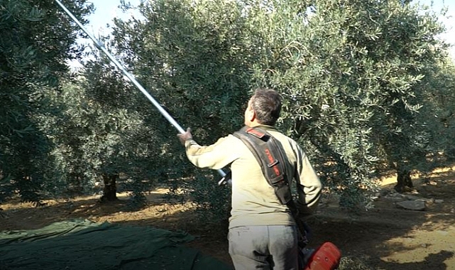 Mustafakemalpaşa'da zeytin hasadı mesaisi sürüyor