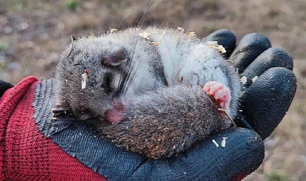 Kastamonu'da nesli tehlikede olan yediuyur görüldü