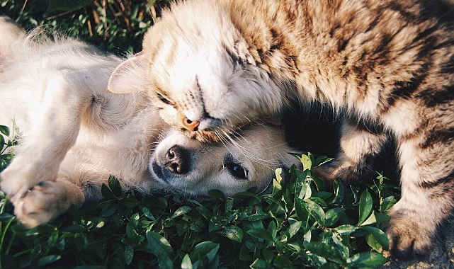 Türkiye'de 13 milyon civarında kedi ve köpek, 200'ün üzerinde bulaşıcı hastalık var
