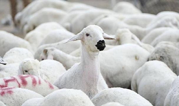 Zonguldak'ta 50 köyde 'koyun keçi çiçeği' hastalığı karantinası