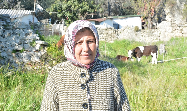 Adıyaman'da bir depremzede yerleştiği otele ineklerini de götürdü