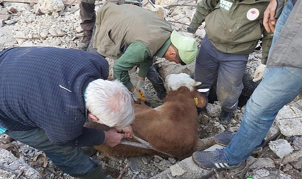 Hatay'da kısmen çöken ahırdaki büyükbaş hayvan 15 gün sonra kurtarıldı