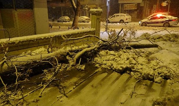 Malatya'da yoğun kara dayanamayan ağaç devrildi