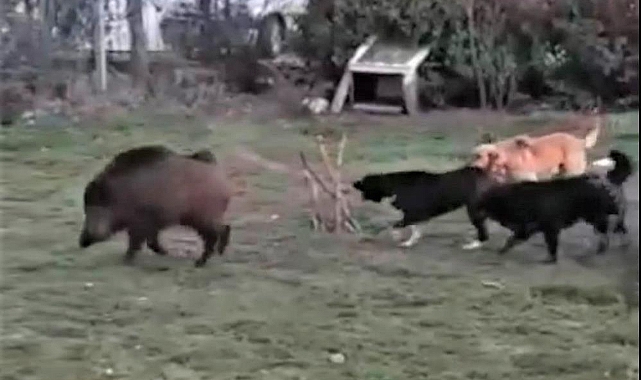 5 bin kişinin yaşadığı siteye inen yaban domuzları böyle görüntülendi