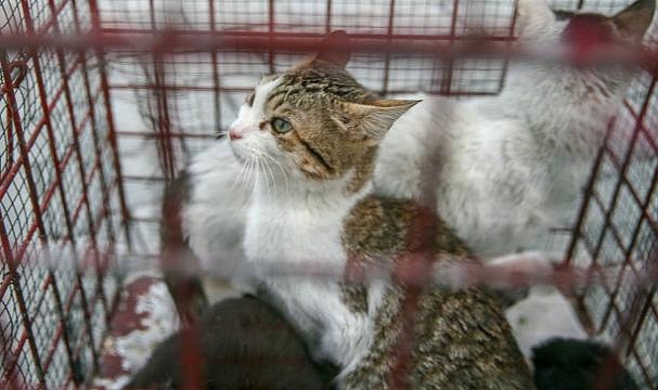 İngiltere'de tüm kediler öldürülme riskiyle karşı karşıya kaldı