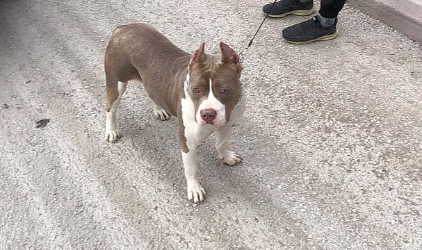 Pitbull köpekleri için çalıntı ihbarında bulundu, 66 bin lira ceza yedi