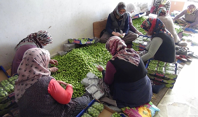 Can eriği hasadı başladı: Kilosu 20 ile 100 lira arasında alıcı buluyor