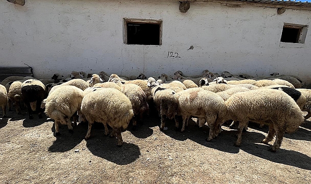 Ankara'da sokak köpekleri 40 kuzuyu telef etti