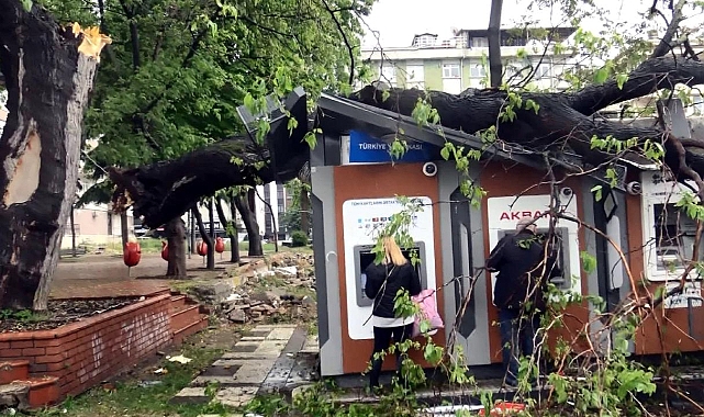 ATM'nin üzerine ağaç devrildi: Para çekmeye devam ettiler