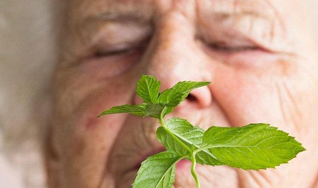 Mentolün Alzheimer hastalarına faydaları keşfedildi