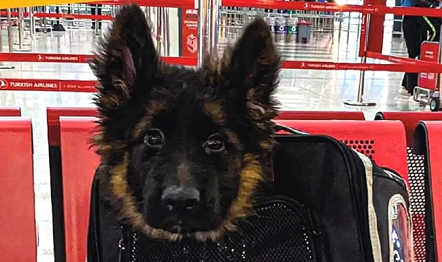 Proteo'nun ardından: Türkiye- Meksika arasında 'köpek diplomasisi'