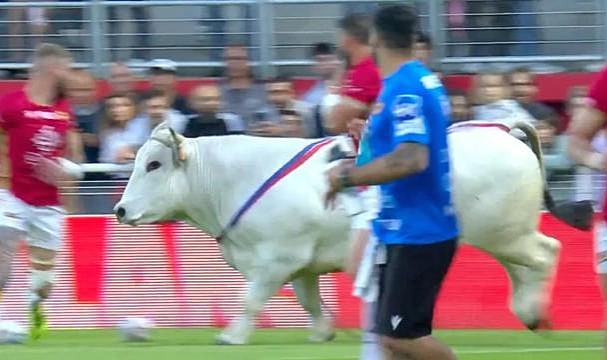 Sahaya giren boğa, sporcuları kovaladı