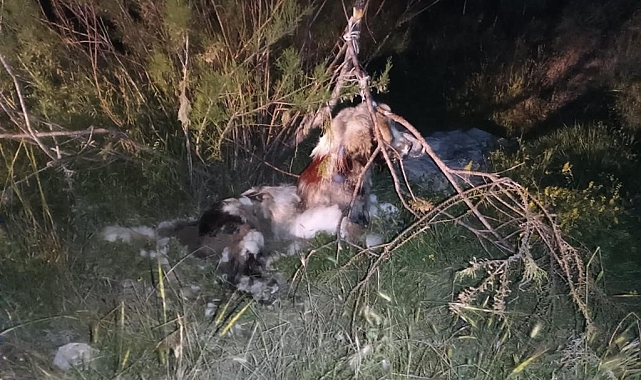 Ankara'da 17 köpek ağaca asılmış halde bulundu