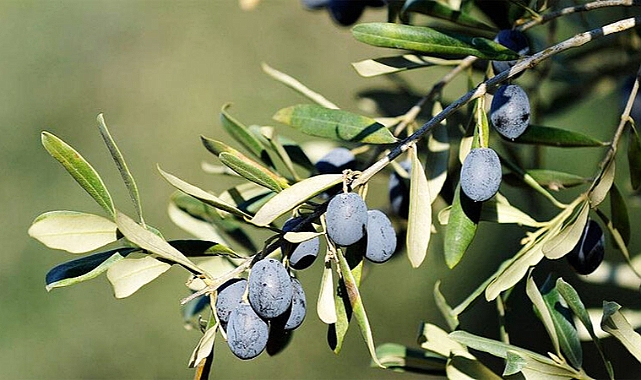 Gemlikli zeytin üreticisinde ‘AB’ mutluluğu