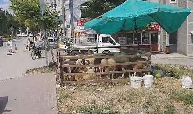 Osmangazi'de mahalle arasında kurban satışına izin yok