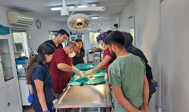 Araç çarpan kedi yapılan Osmangazi Belediyesi ekiplerinin operasyonuyla hayata tutundu