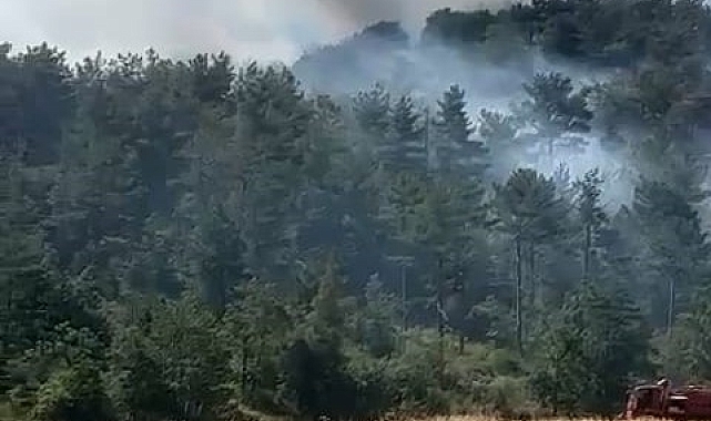 Bolu'da orman yangını
