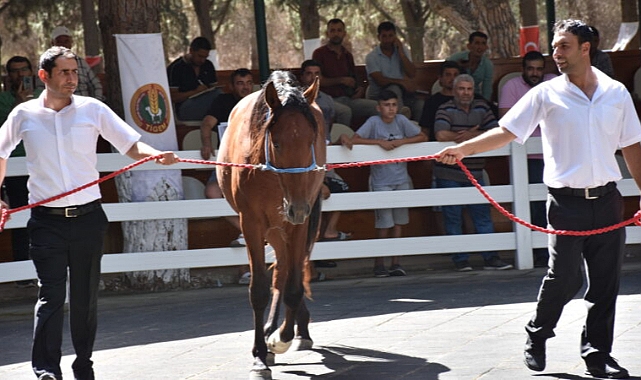 Bursa’da araba fiyatına tay satıldı!