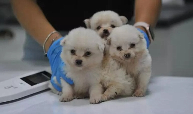 Bursa'da ölüme terk edilen 16 köpek kurtarıldı: