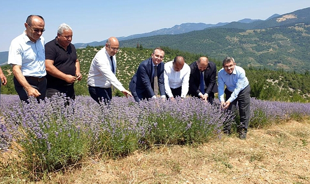 Bursa'nın dağlarında yetişen lavantaların hasadı başladı