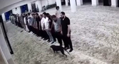 Camiye giren köpek, namaz kılanlara kendini sevdirmeye çalıştı