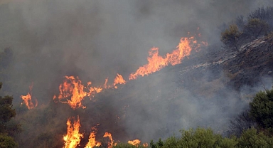Cezayir'deki orman yangınlarında can kaybı 34'e yükseldi