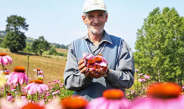 İnegöl’de ekinezya hasat için gün sayıyor