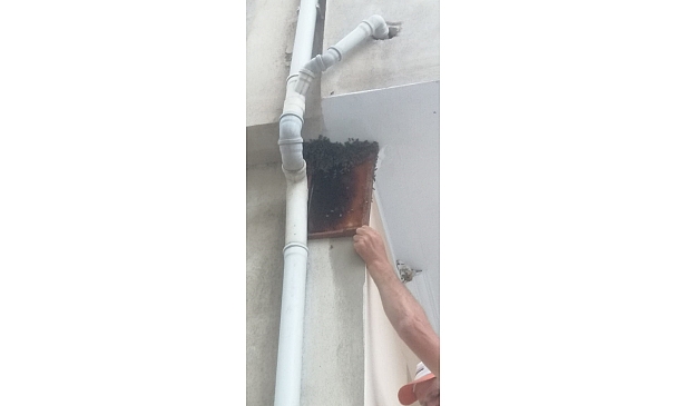Kovandan firar eden binlerce arı, apartmanın balkonuna oğul yaptı