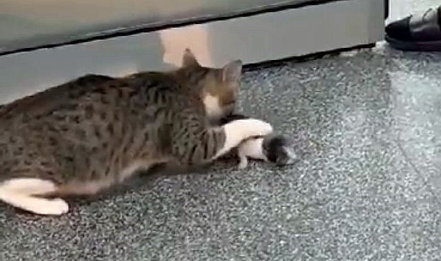 Anne kedi yavrusunu ilk kontrol için acil servise getirdi