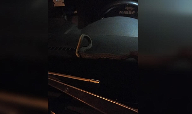Camı açık unutulan araca yılan girdi
