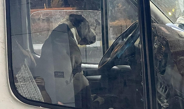 Kamyonete pitbull girdi, sürücü saatlerce yardım bekledi