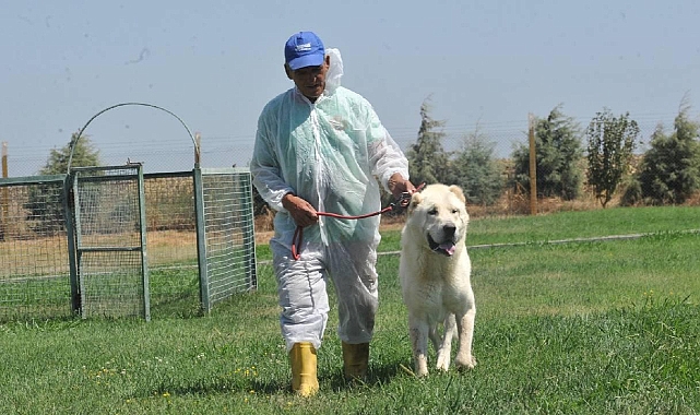 Türk ırkı köpek sahibi olmak için 6 ay sıra bekliyorlar