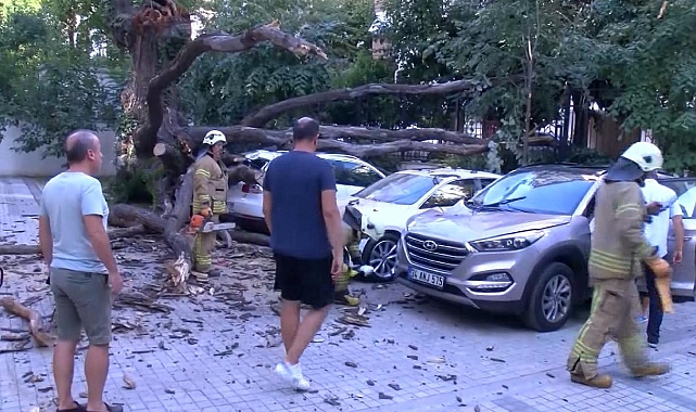 Araçların üstüne devrilen ağaç 41 daireyi icralık yaptı