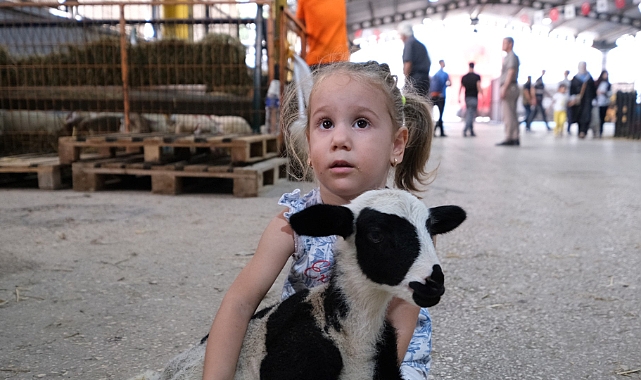 İnegöl'de 3. Küçükbaş Hayvancılık Festivali Başladı