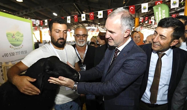 İnegöl'de küçükbaş hayvancılık festivali başlıyor