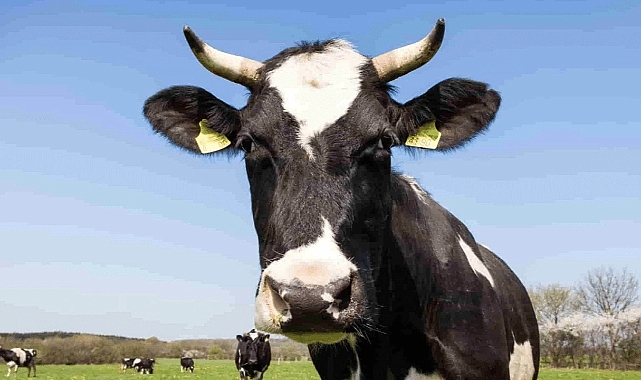 İnek tekmeledi, hayatını kaybetti