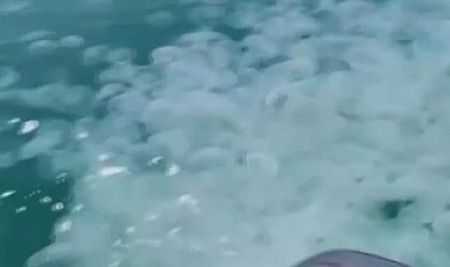 Marmara'da denizanası istilası