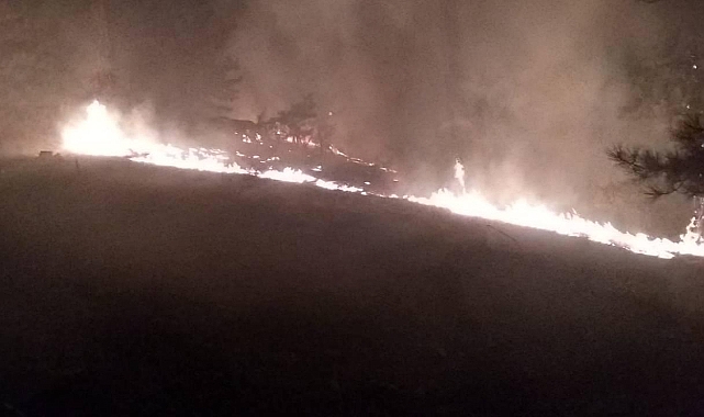 Muğla'da orman yangını