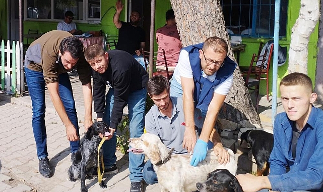 100 av köpeği çiplendi