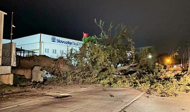 Bursa'da etkili olan lodos ağacı devirdi
