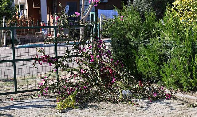 İmam ile dernek başkanı arasında 'ağaç kesme' tartışması