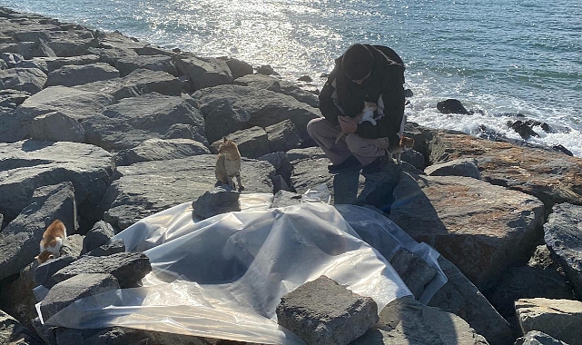 İstanbul’da birçok kedi dev dalgalar arasında boğuldu