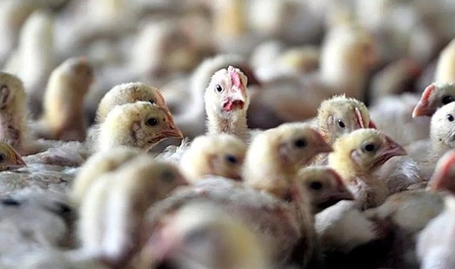 Japonya’yı kuş gribi vurdu: 72 bin kümes hayvanı itlaf edilecek